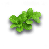 Ajwain leaves