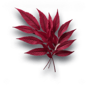 Amaranthus leaves