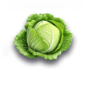 Cabbage