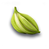 Cardamom