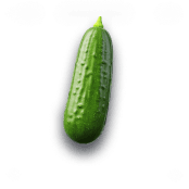 Cucumber