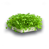 Microgreens