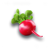 Radish